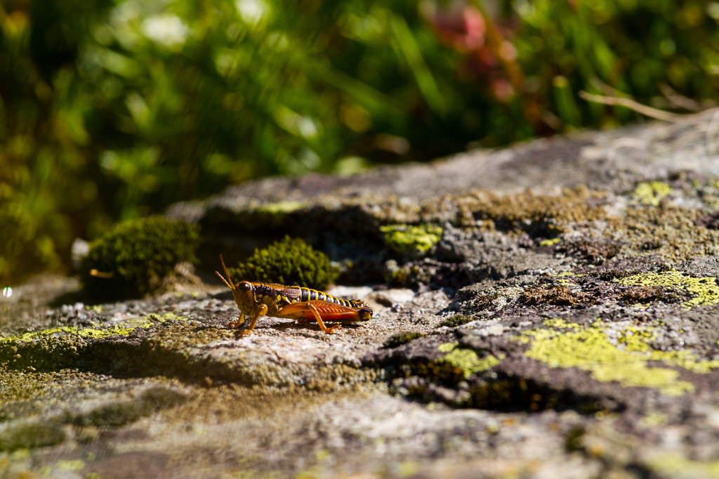 jokaphotography-1.jpg
