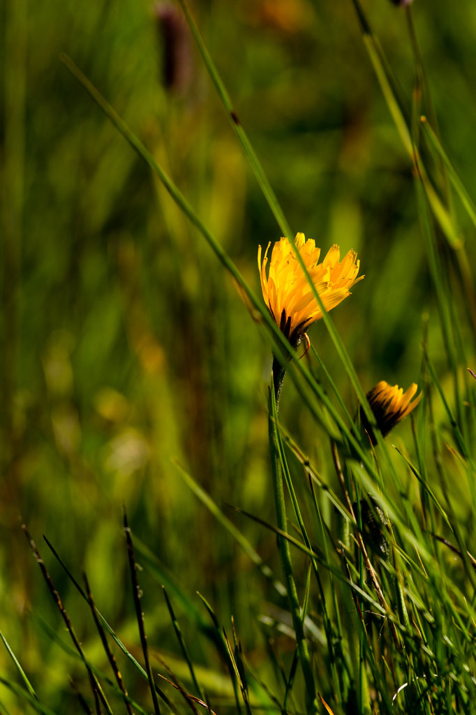 jokaphotography-3.jpg