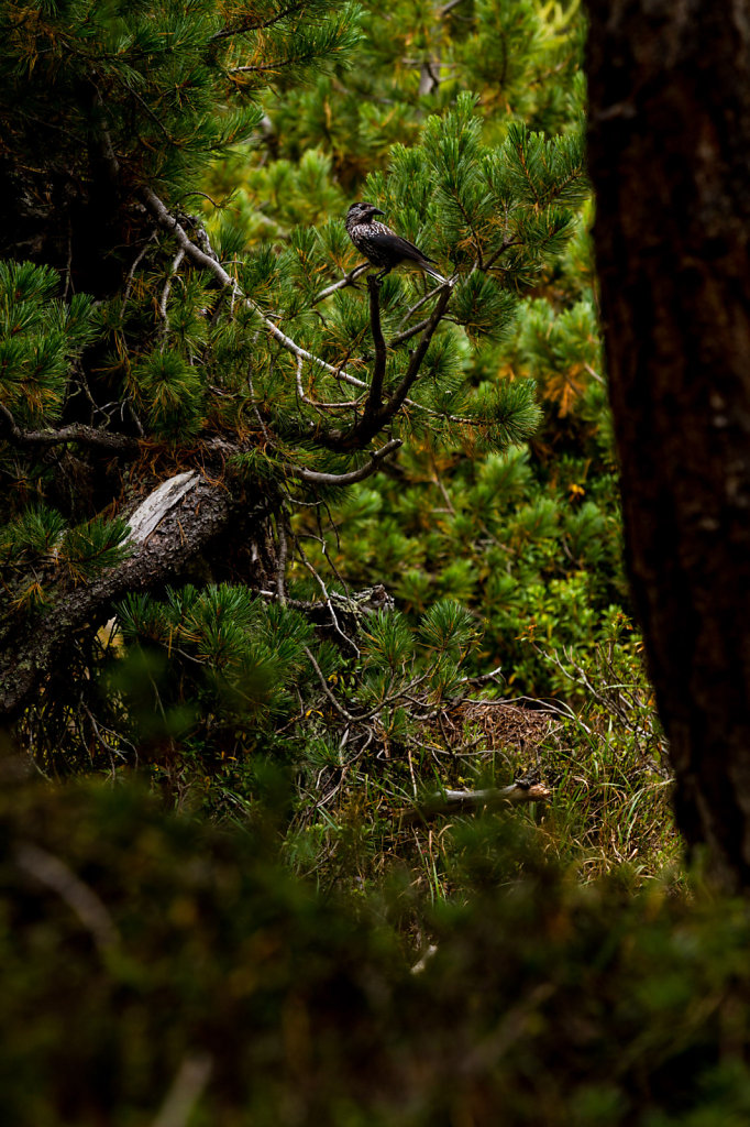 jokaphotography-15.jpg